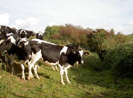 Cows